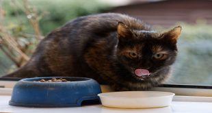 Alasan Kenapa Kucing Ga Mau Makan Whiskas