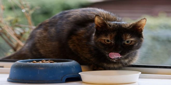 Alasan Kenapa Kucing Ga Mau Makan Whiskas