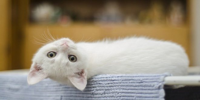 Cara Membuat Makanan Kucing Whiskas Sendiri dengan Benar