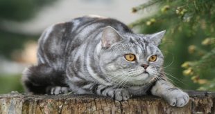Iklan Kemasan Kucing Whiskas Jenis Apa Berikut Karakteristik