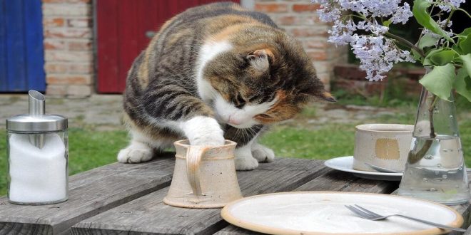 Mengenal Jenis Makanan Kucing Friskies vs Whiskas