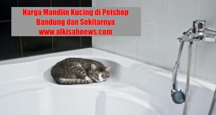 Harga Mandiin Kucing di Petshop Bandung dan Sekitarnya