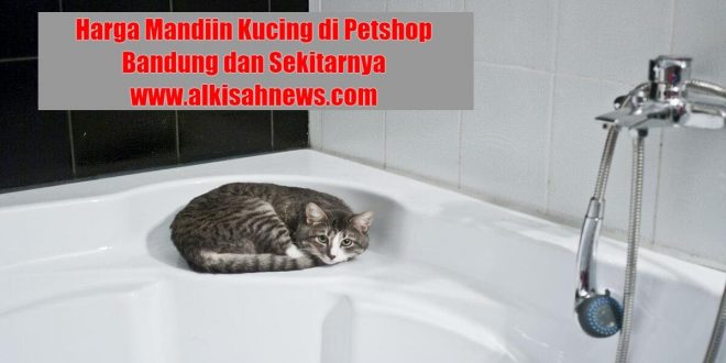 Harga Mandiin Kucing di Petshop Bandung dan Sekitarnya