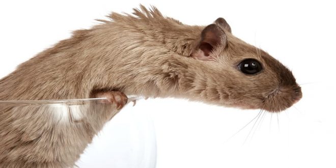 Cara Memandikan Hamster dengan Bedak Bayi dan Pasir